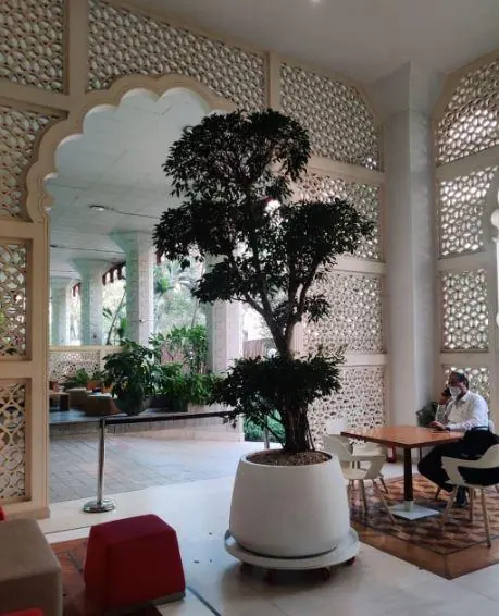 CEAT Limited — Monumental 50-Inch Atrium Ficus Planter