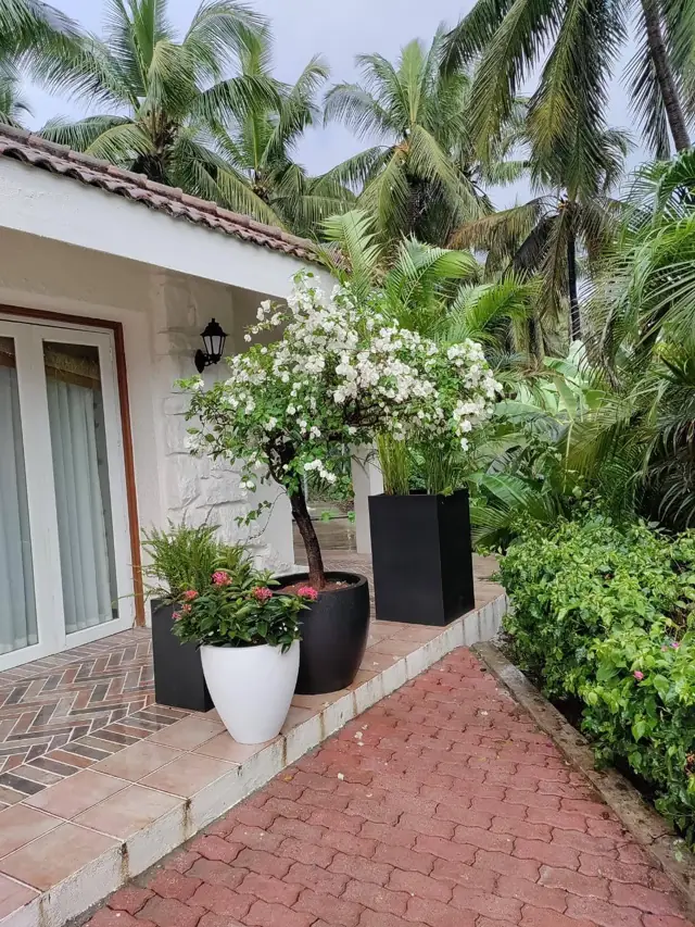 Planters in Different Shapes & Sizes — The Great India Shipping Company — Alibaug Bungalow