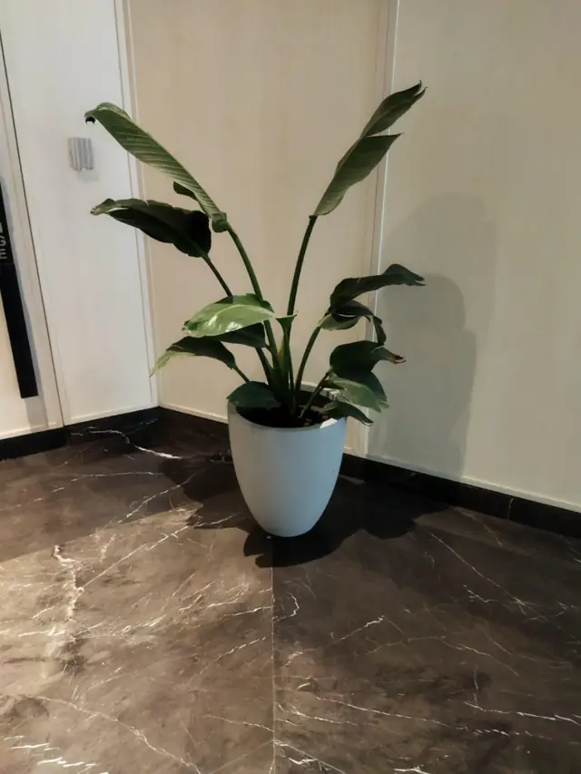 Round Planters — The Wadhwa Group — Atmosphere